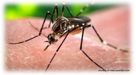 Tip menghindari zika